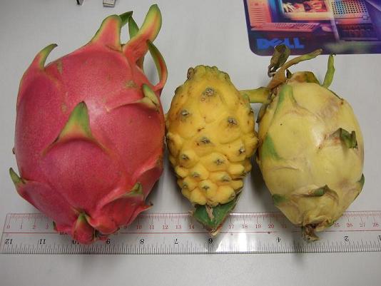 Pitahaya
